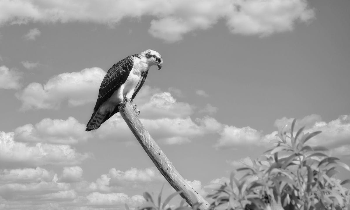 ¿Bono Tokenizado? ¡Esto es Oro o Humo en el Project Samara...