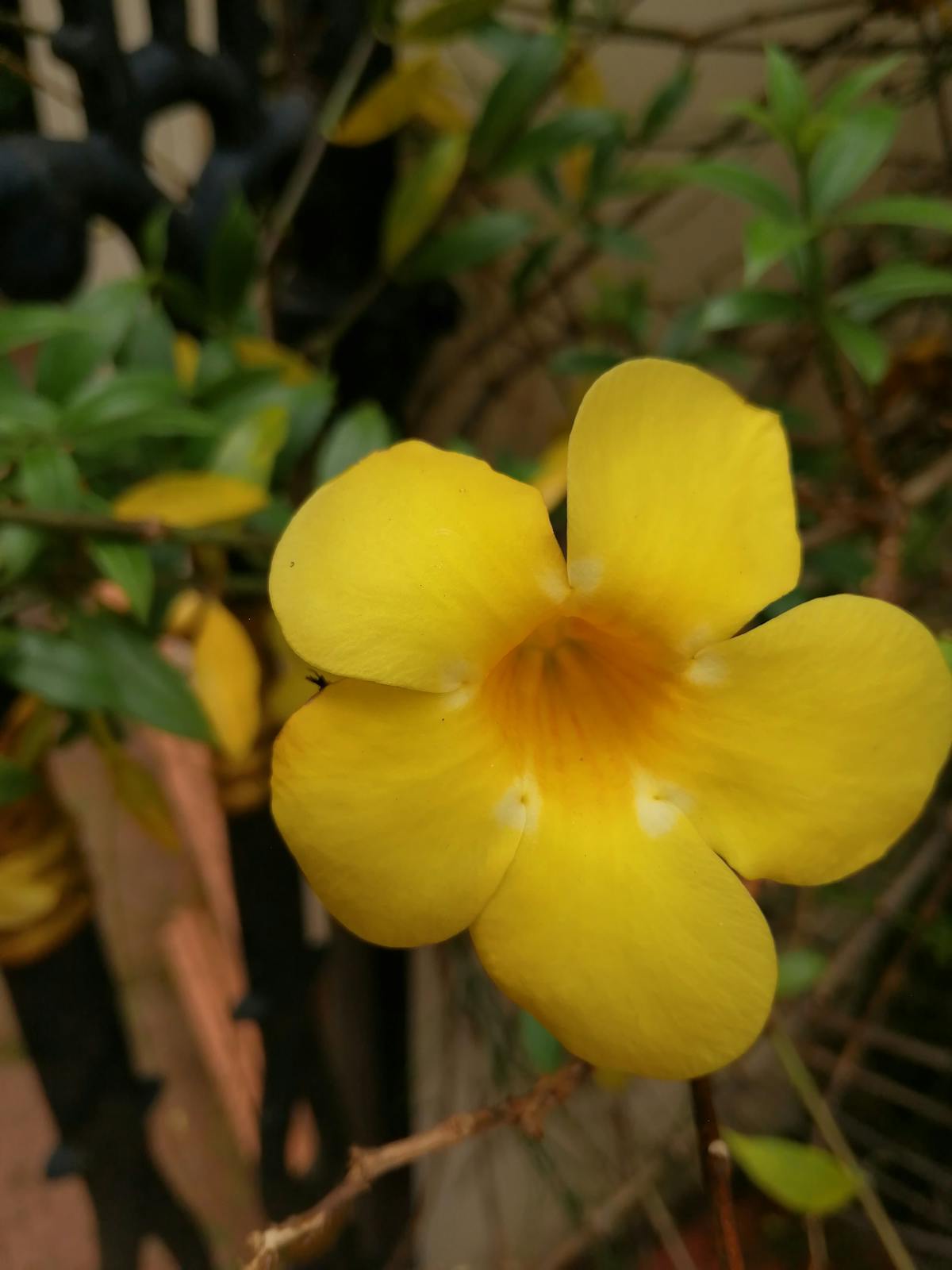 ¡Ay Caramba! ¿Cuánto Dólar Gastarás en Streaming en 2025? 💸