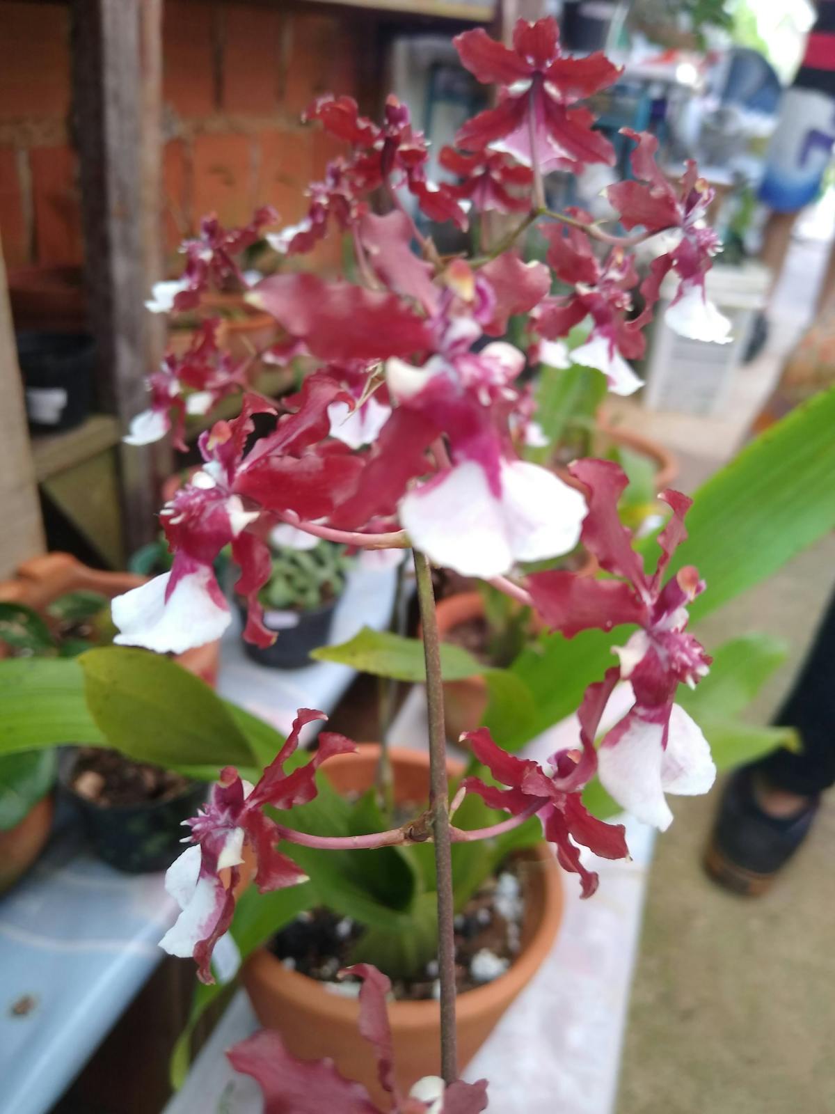 🚫 ¿La Constitución Es Un Juego de Roles?