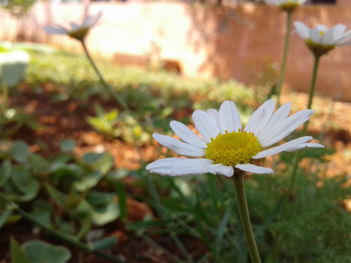 🇨🇦 ¿Qué pasó con los favoritos, USA? Canada se lleva el bronce...