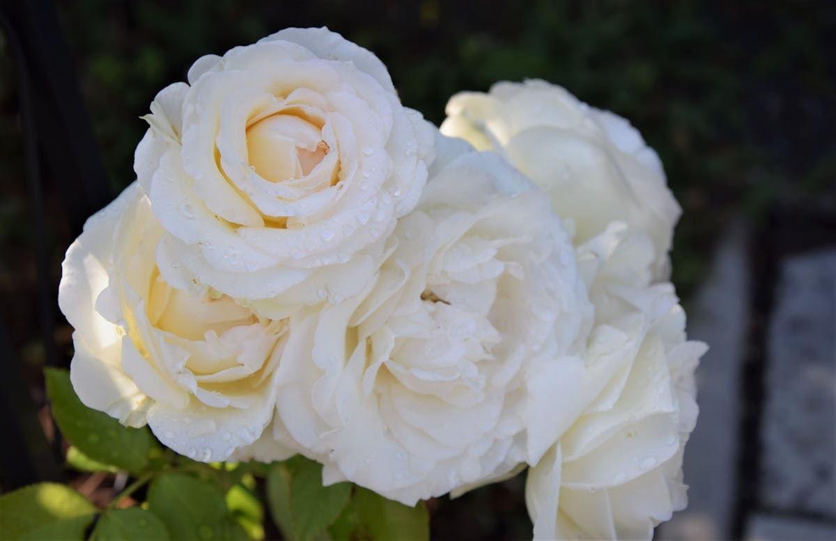 ¡Expofranquicias 2026: ¿Guatemala se convierte en la nueva Sil...