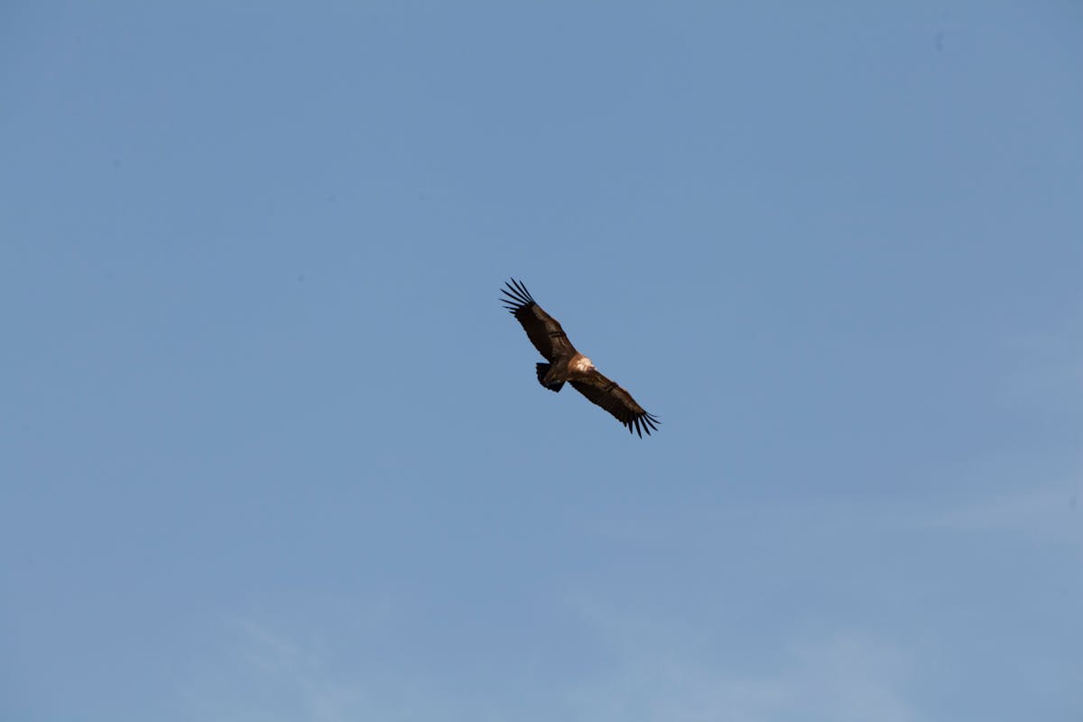 ¿Los Inversores de México Están Listos para El Plan de Sheinba...