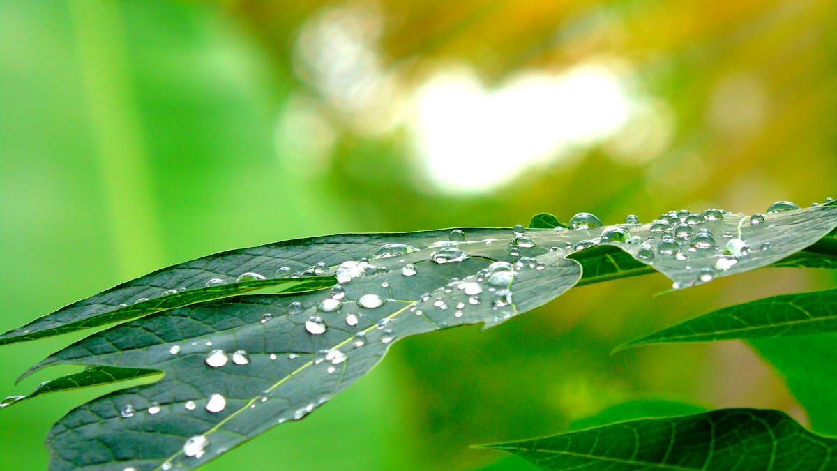 💥 ¿Ganarán los Cafeteros o se llevarán la fiesta a casa los Pa...