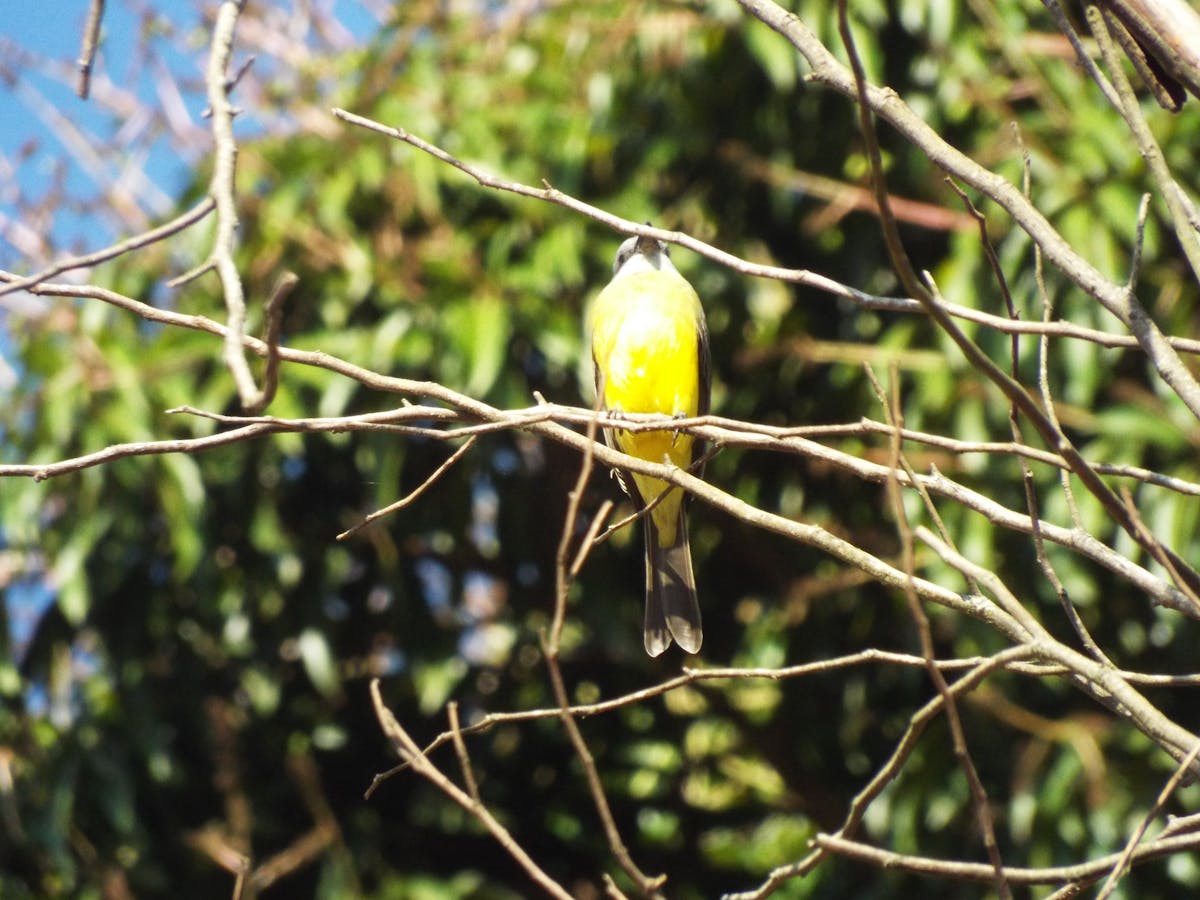 ⚠️ FIFA 2026: ¿Se Cancelan Hoteles CDMX por el Mundial?