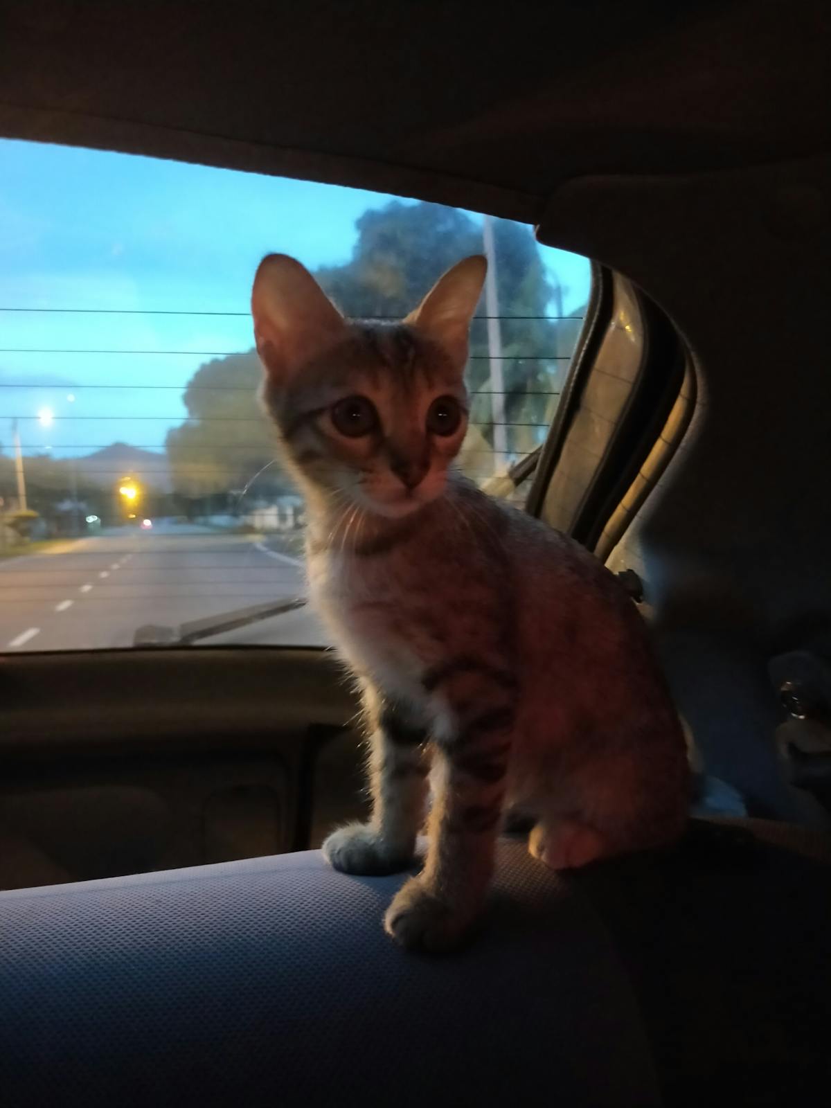 🚨 ¿Y si Trump baja la presión si Cuba abre su economía? ¡Eso e...