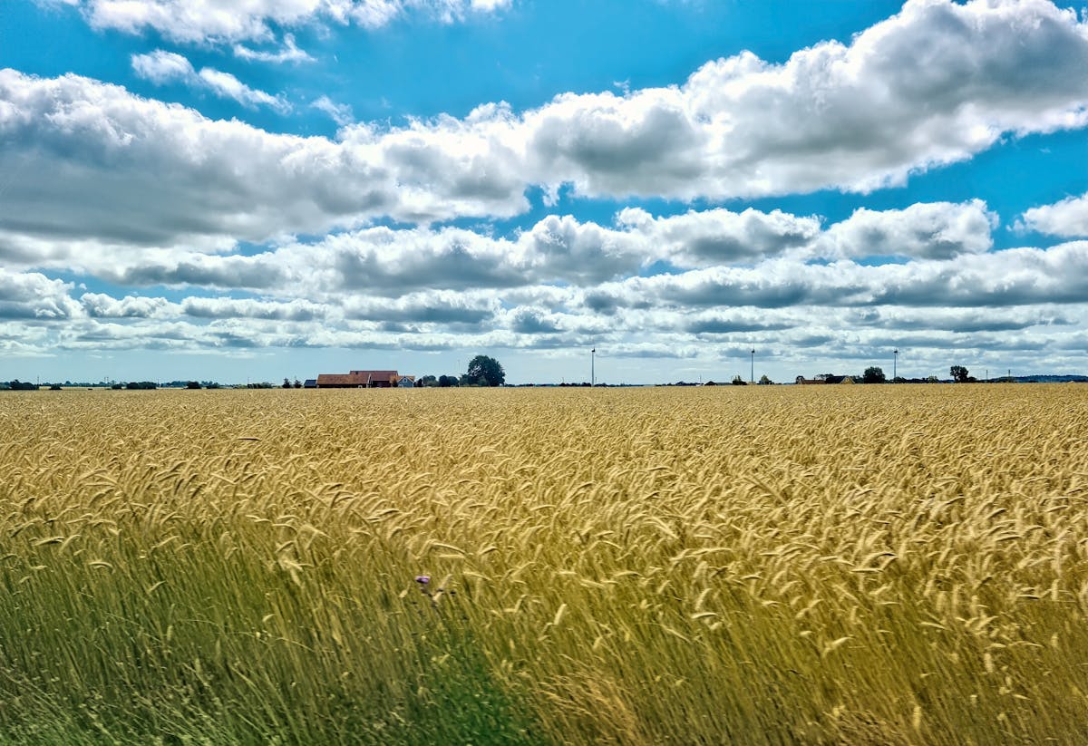 ¿Estados Unidos va a la guerra... y ¿usted tiene seguro de gue...