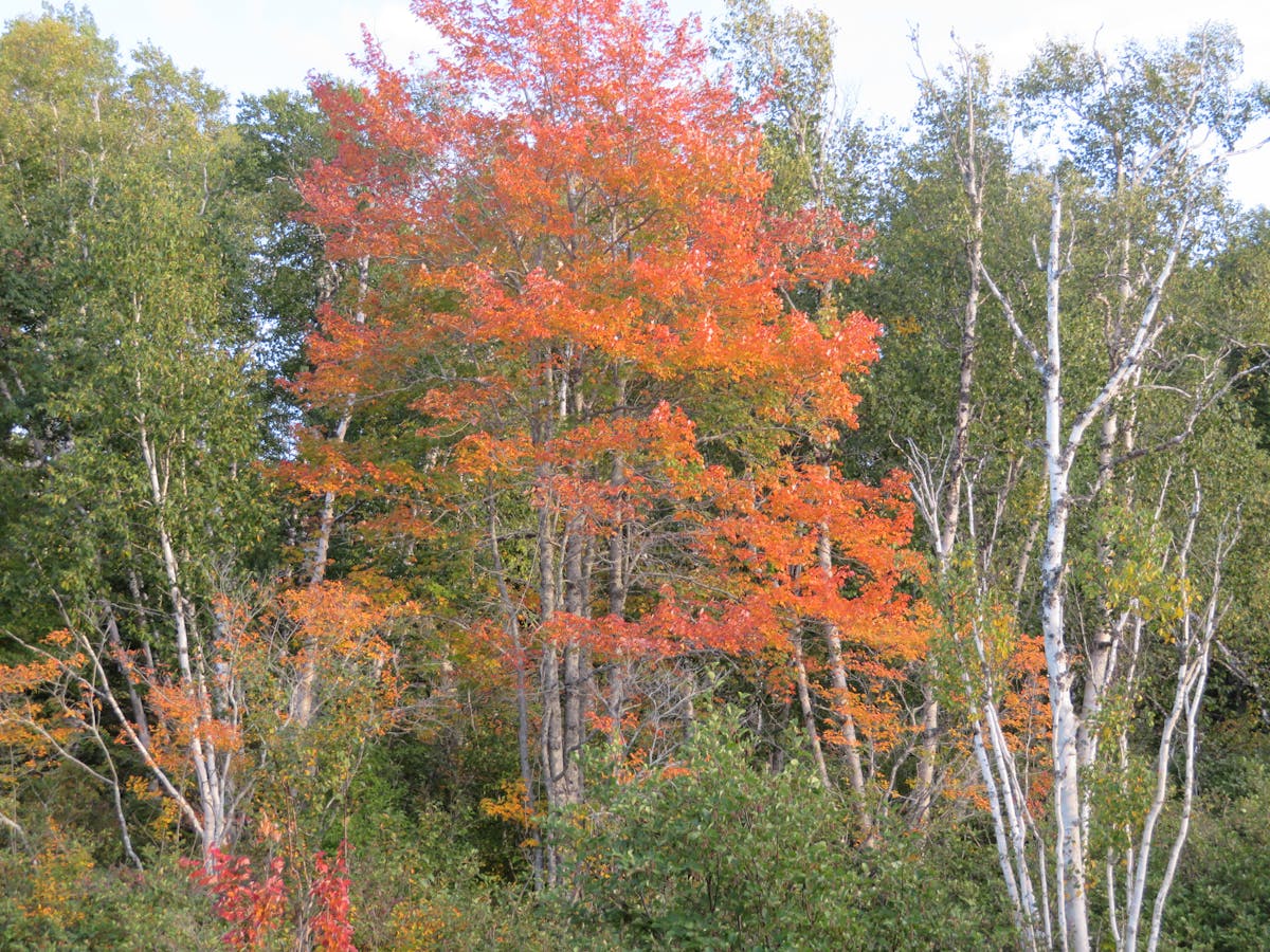 ¿Chayanne, el Rey del Coraje, ya se está quedando viejo? 🤔