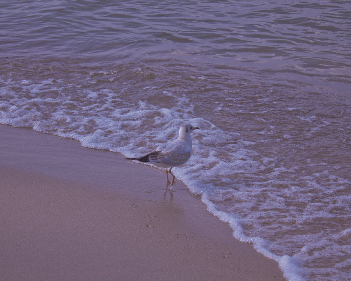 ¿El Presidente se Siente el Corazón o Qué? 🤔