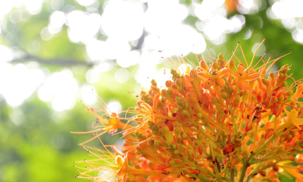 🇰🇷 ¿La Argentina se va a quedar sin el título?