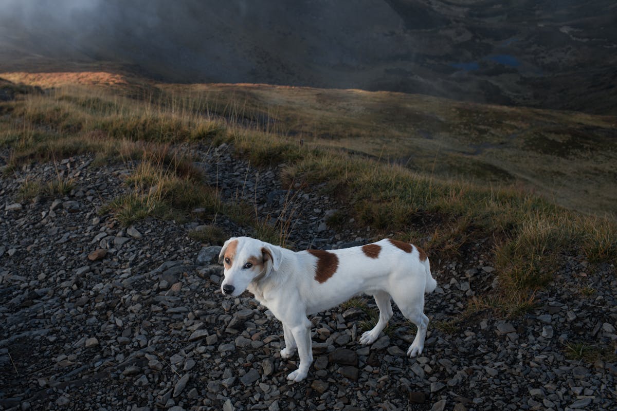 ¡Ya no te roban al médico! ¡Fármacos a precio de baratija en l...