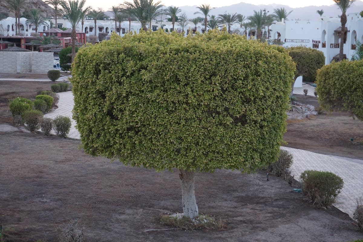 ¿¡Vamos a ver si México logra ¡La Hazaña contra Islandia! 🇲🇽🏆