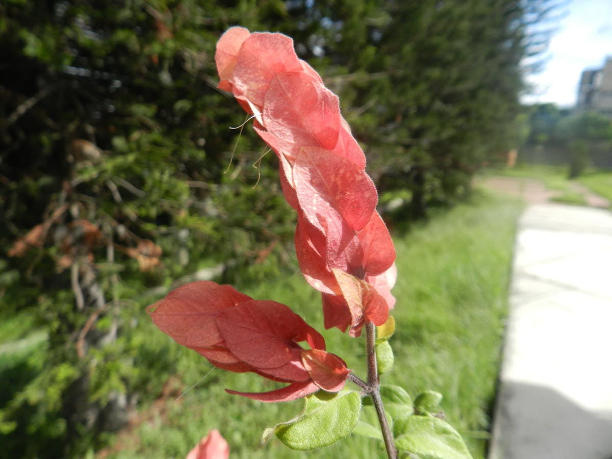 ¡México no es solo narco! ¿Sabes qué sí lo es? 🤓