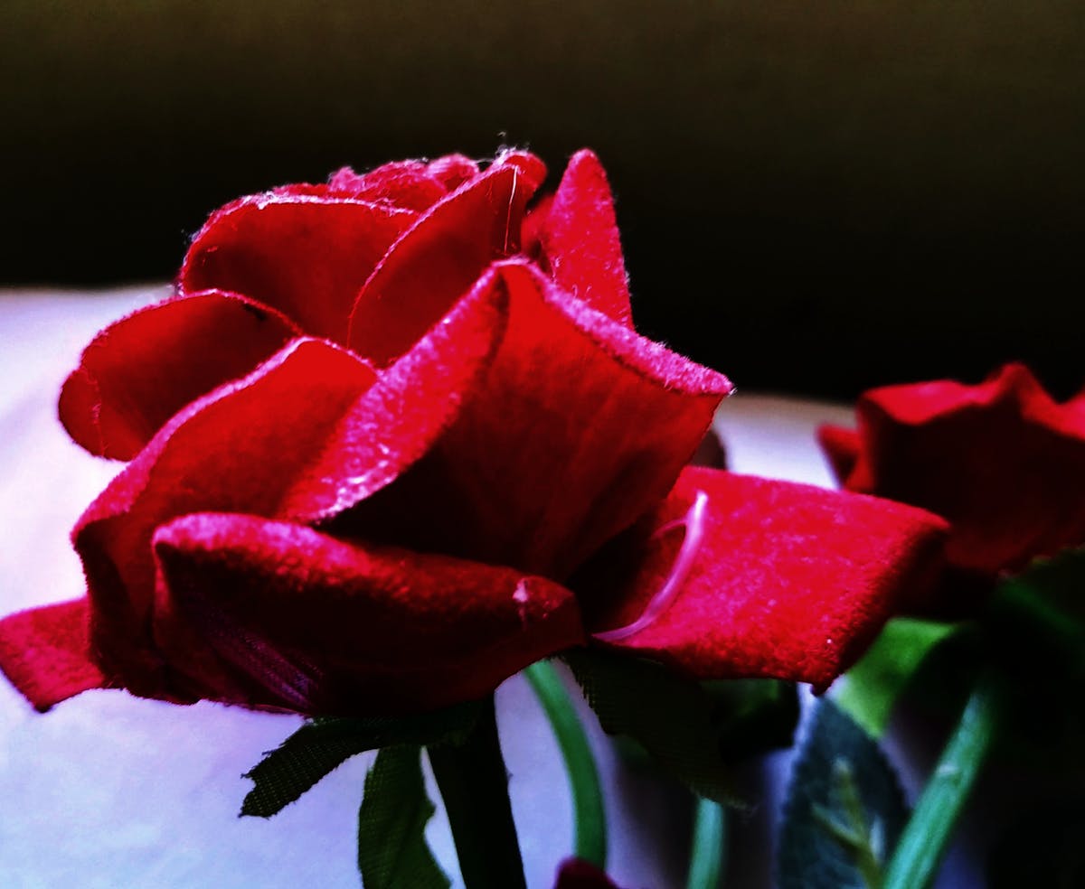 ¿Graduación o Despedida? 🎓‍♂️ La verdadera pregunta es... ¿Cuá...