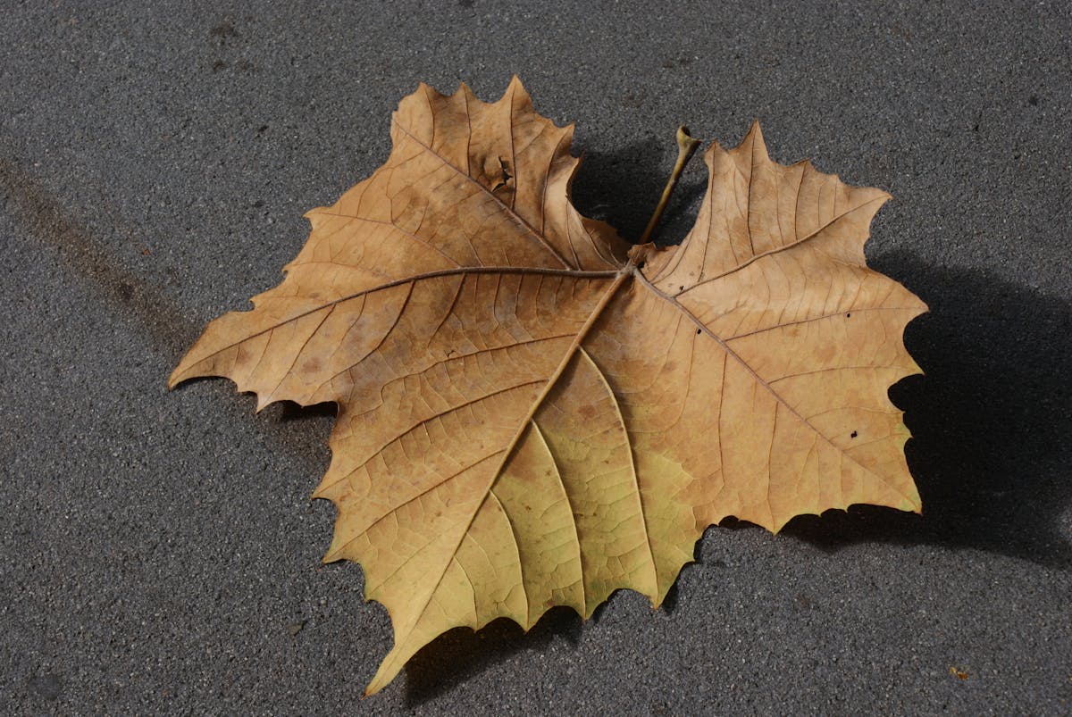 🎵 ¿Por qué el partido si solo queremos bailar?