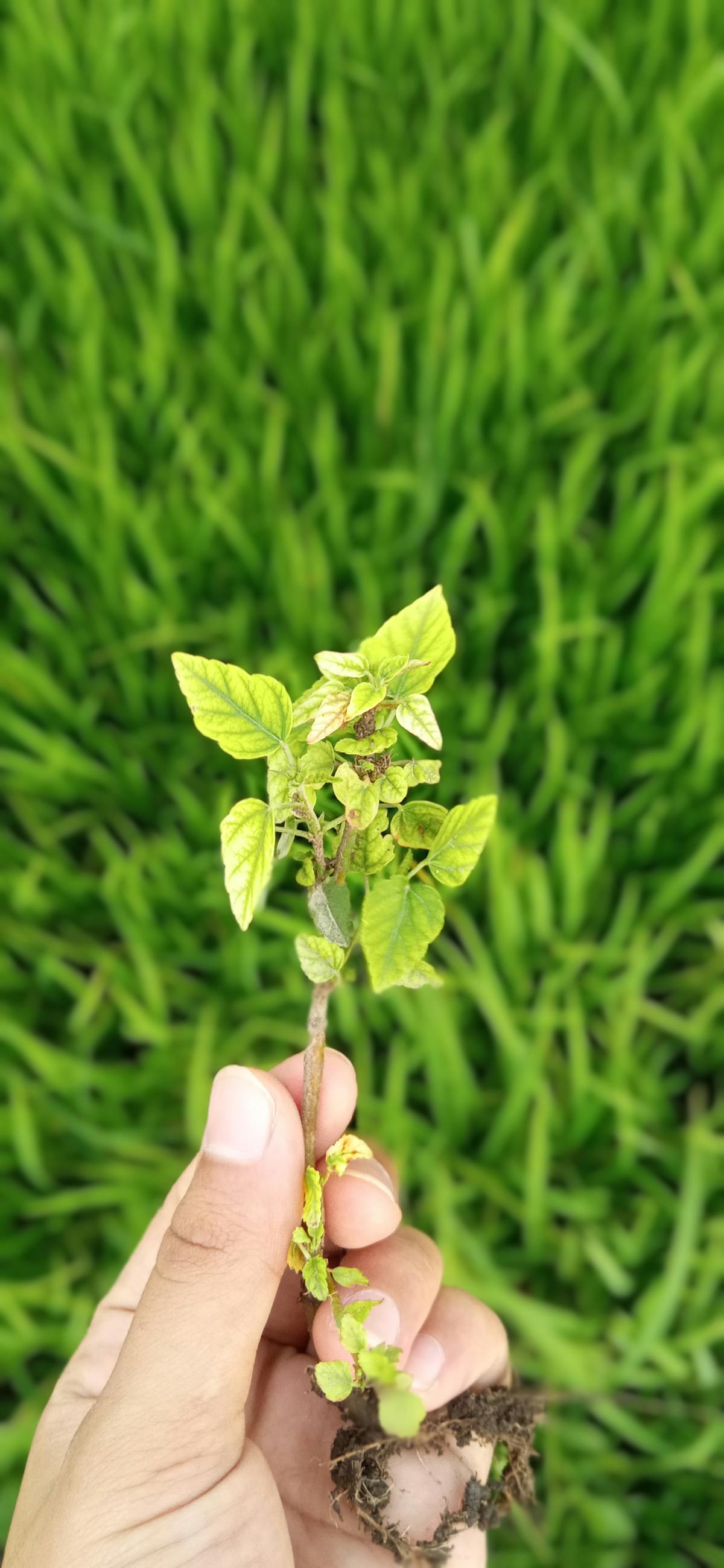 ¿Estás Preparado para que tus Eventos se Vean como el Chav...
