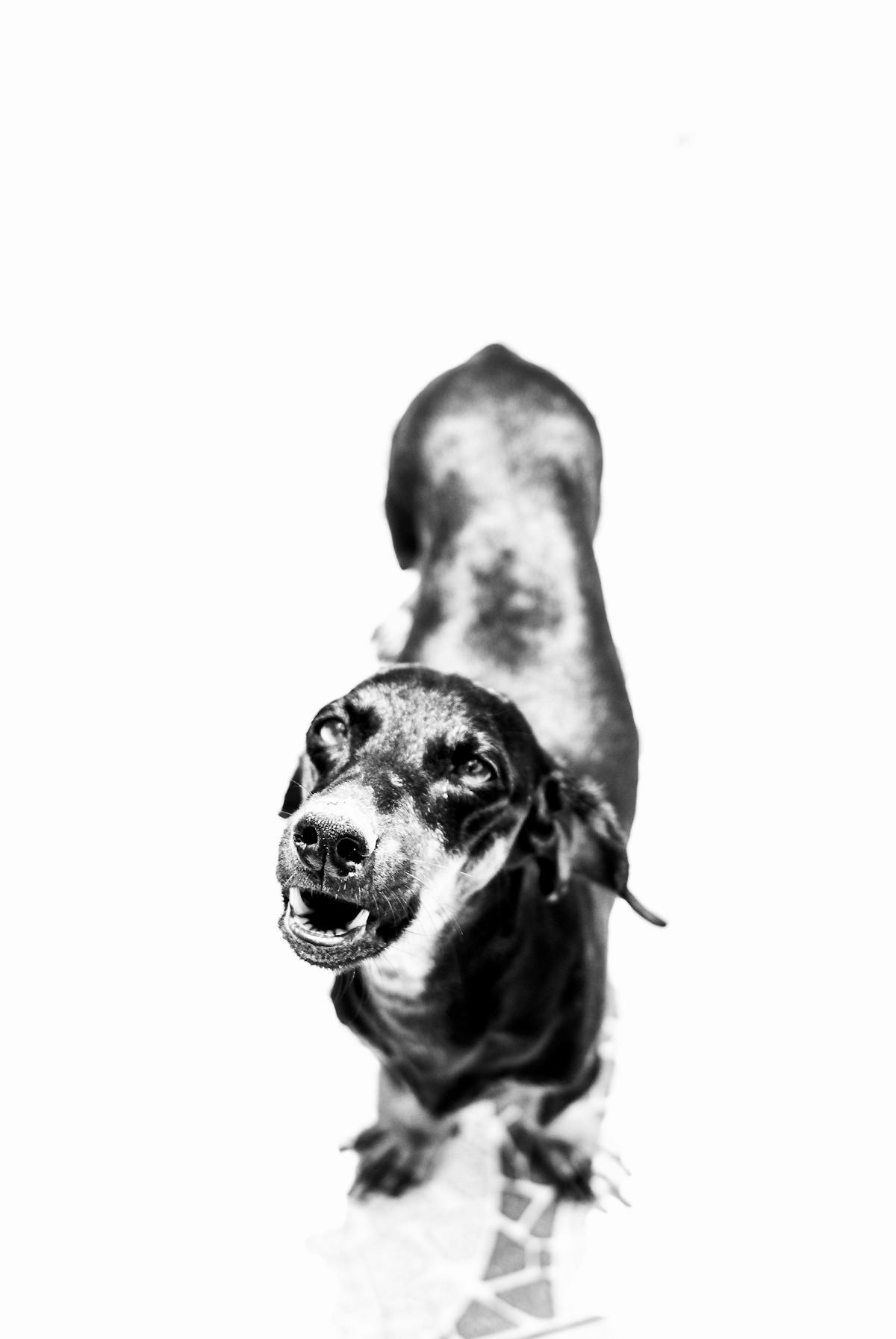 ¿Pagarás $10 por ver a @al2elaldeano.oficial en vivo o te po...