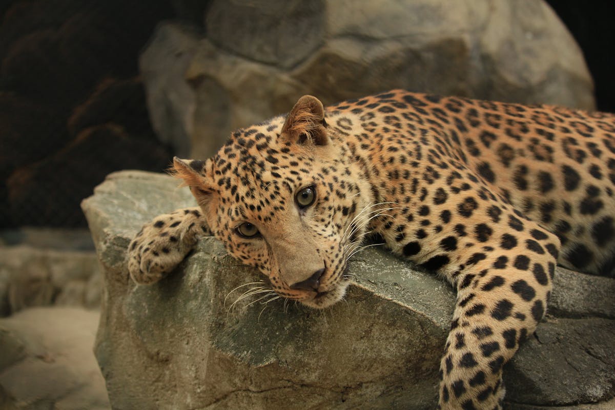 🚨 ¿Iráán a la quiebra si no cumplen el ultimátum de Trump?