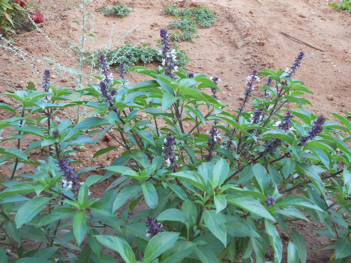 ¿Instagram te Robó la Música o es Solo un Concierto Triste...
