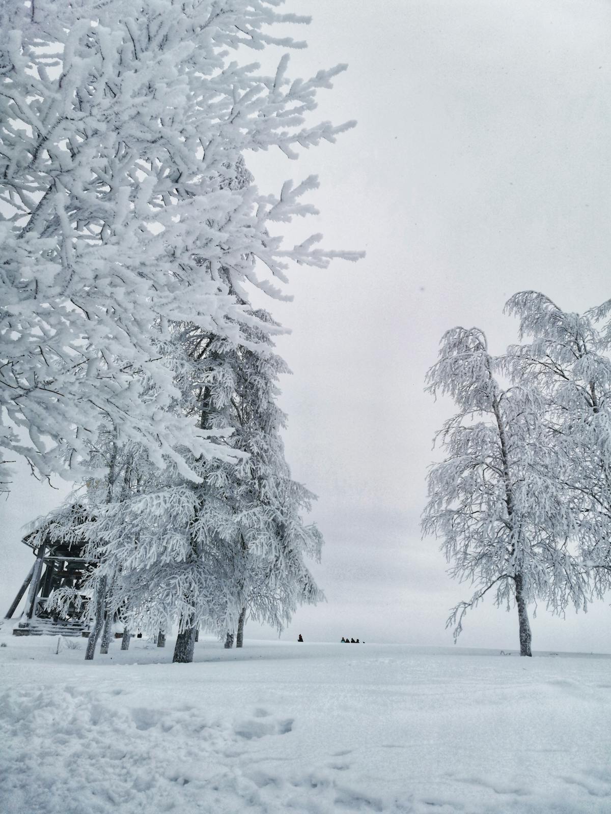 ¿Jackie Morris es el Blockchain de tus Finanzas o Solo un Humo? 🚩