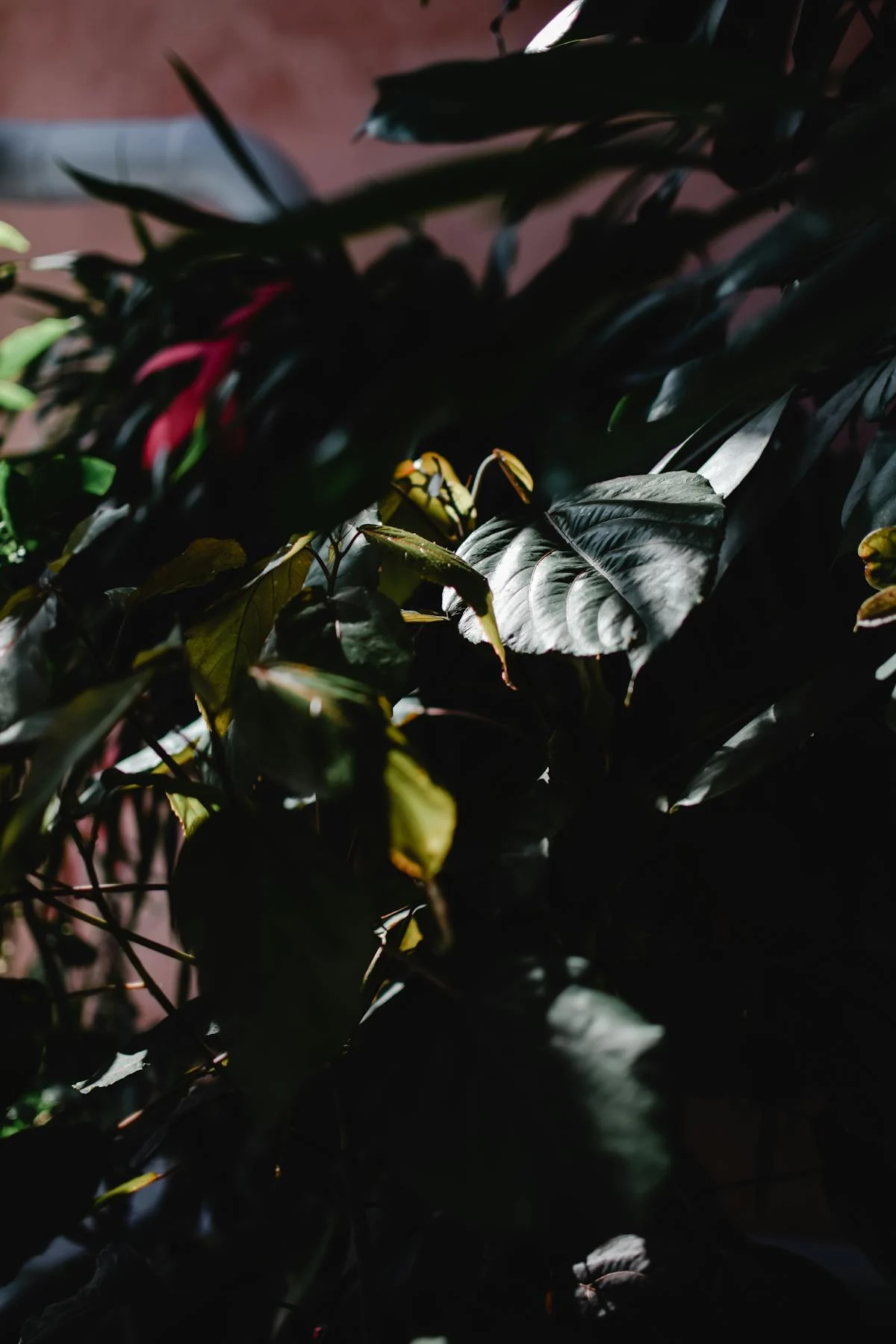 ¿Claudia Sheinbaum Lleva a las Mujeres a la Revolución o a...