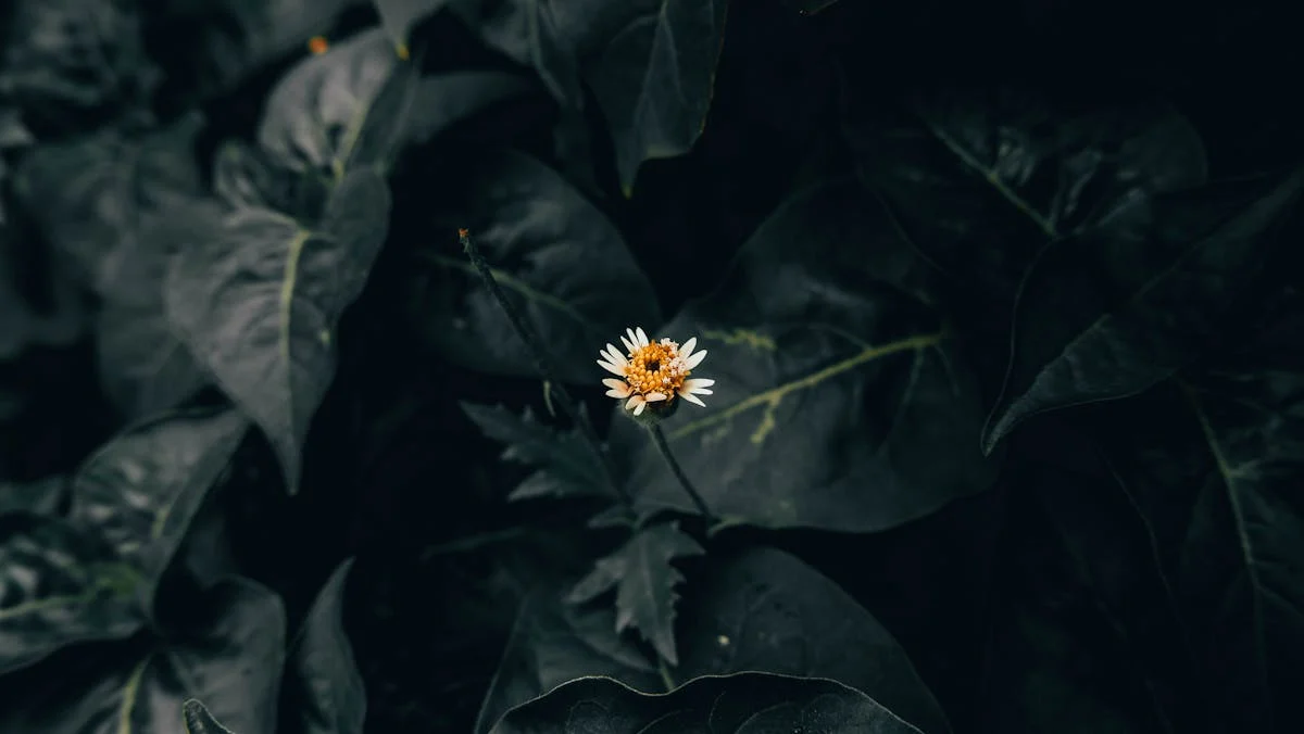 🚨 ¿Trump se va a llevar la torta de Cuba? 🤣