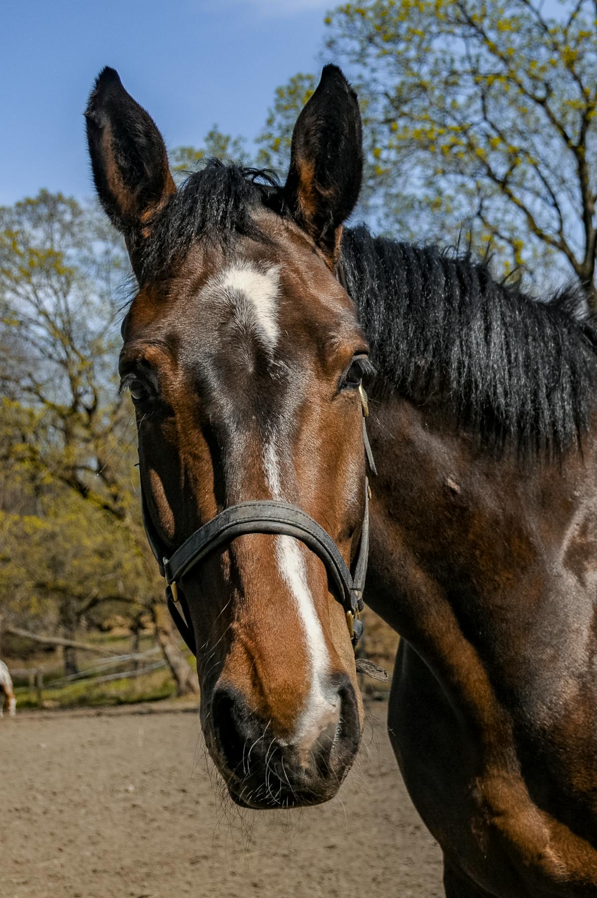 🚨 ¿Trump Acaba de Pagar tu Tarifa de Importación?
