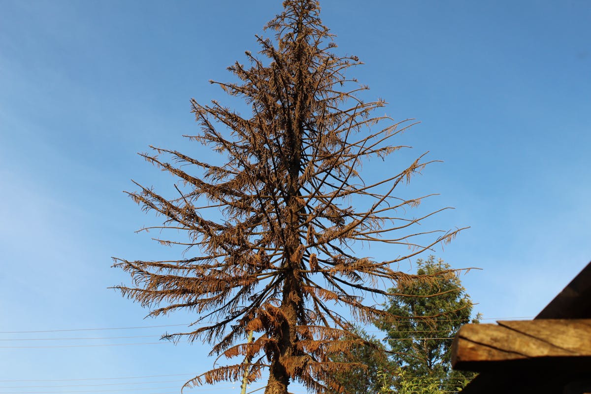 ¿Vamos a ver qué milagros hace Trump en Venezuela? 🤔