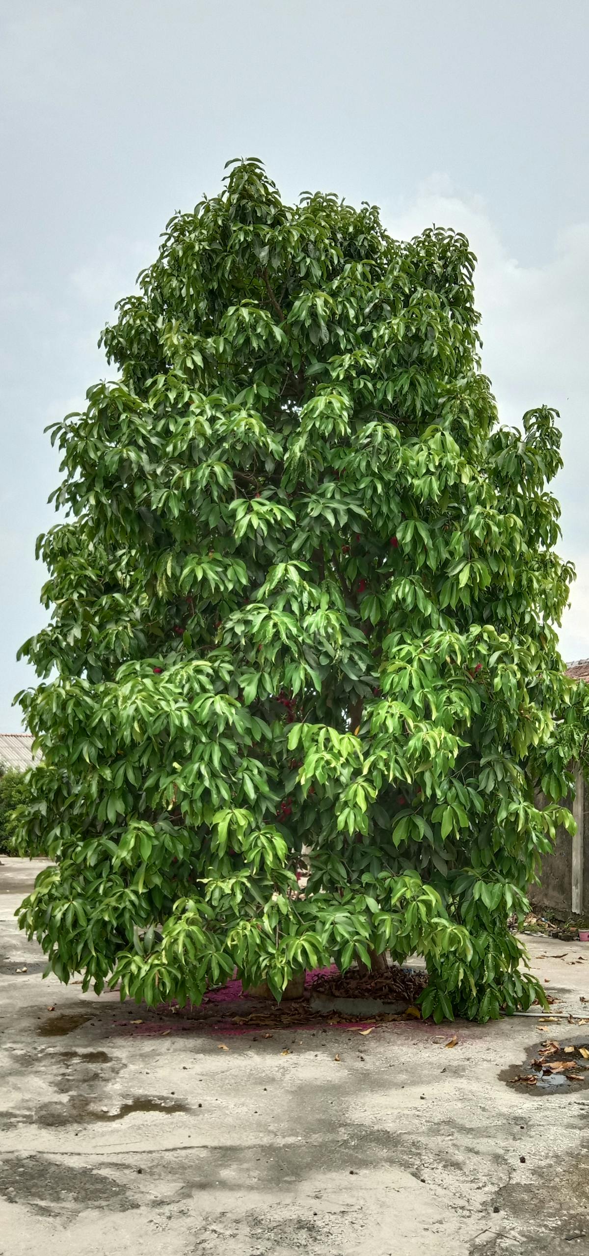 🚩 ¿Cancer de la Vida o Solo un Caso de Fuego?