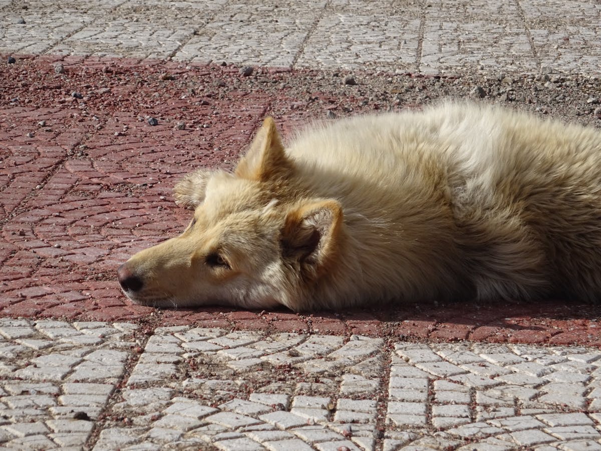 ¿Resident Evil Requiem es el Rey de la Nintendo Switch? 🤯
