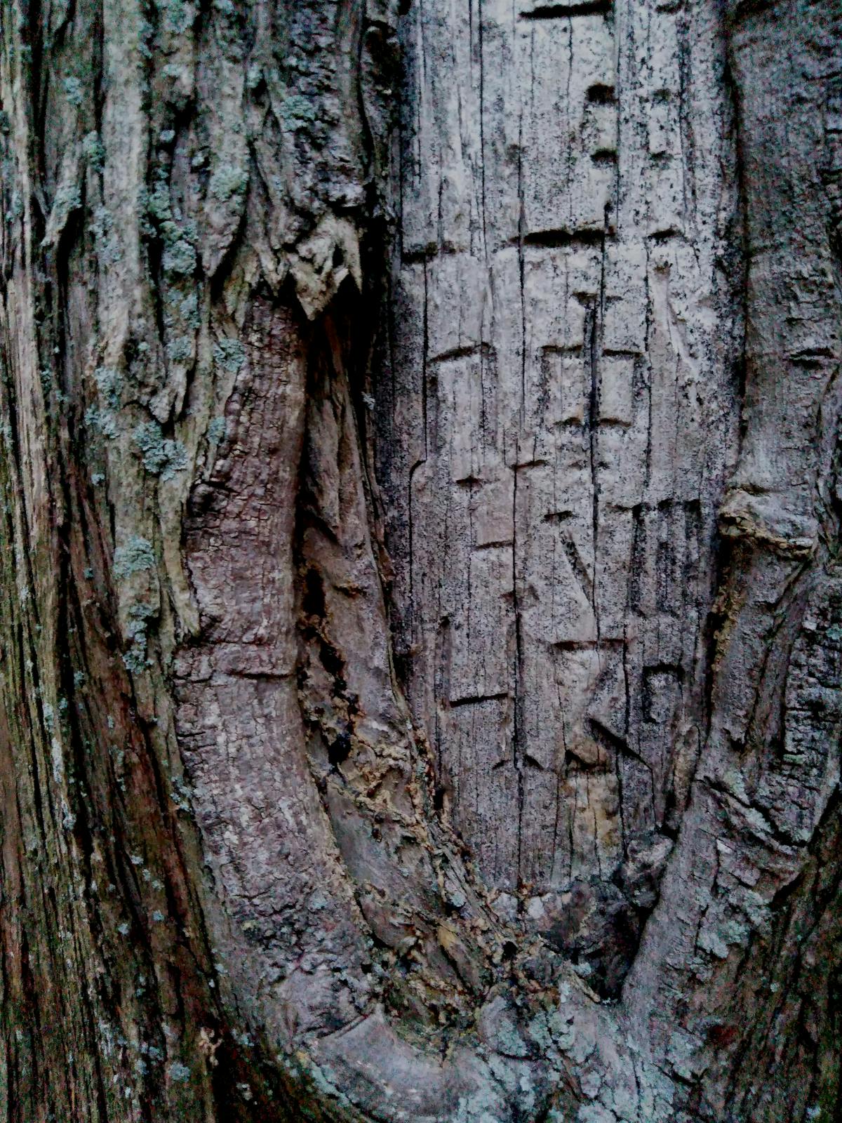 ¿Se Daba la T-MEC o Fue el Canelazo? (puedes conside...