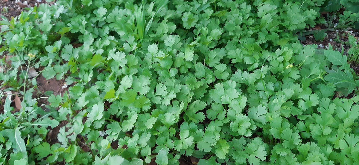 🎤 ¿Nicki Nicole robó el show o fue solo la mejor?