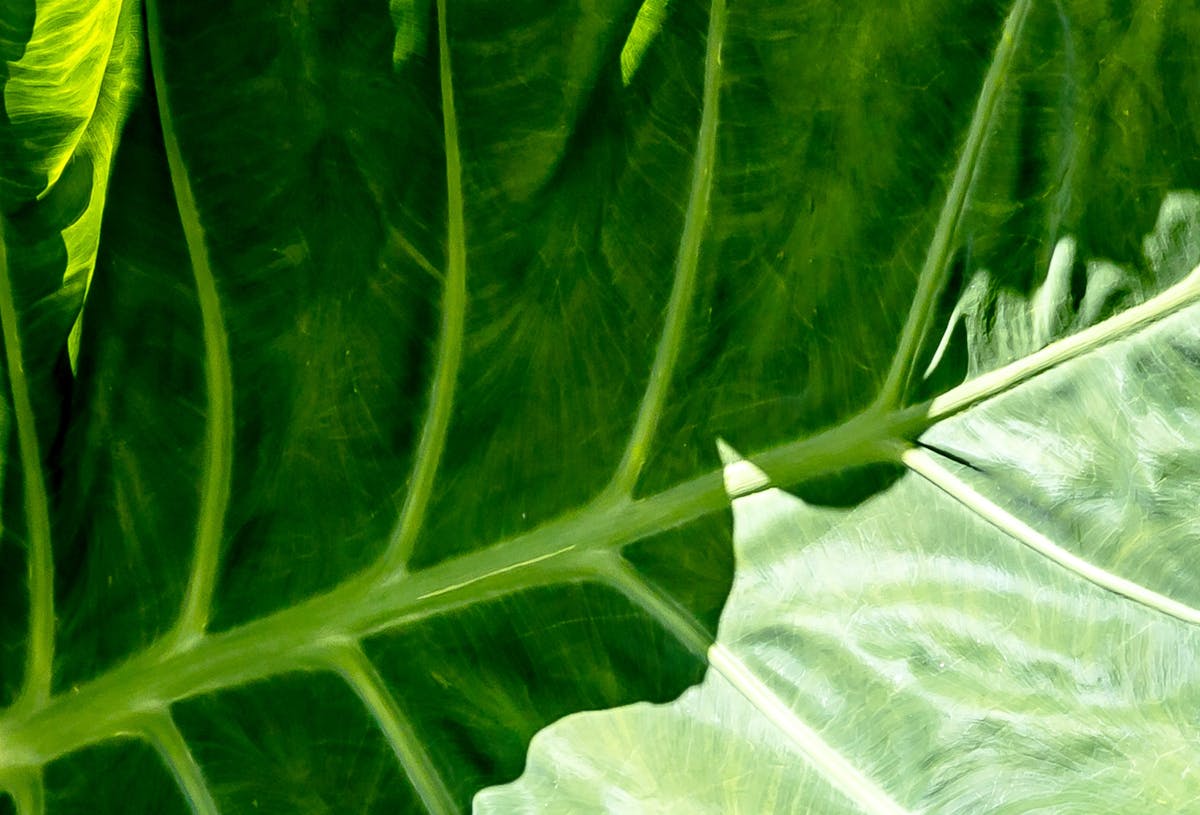 🎮 ¿Resident Evil Requiem es Lo que Prometió o un Desastre?