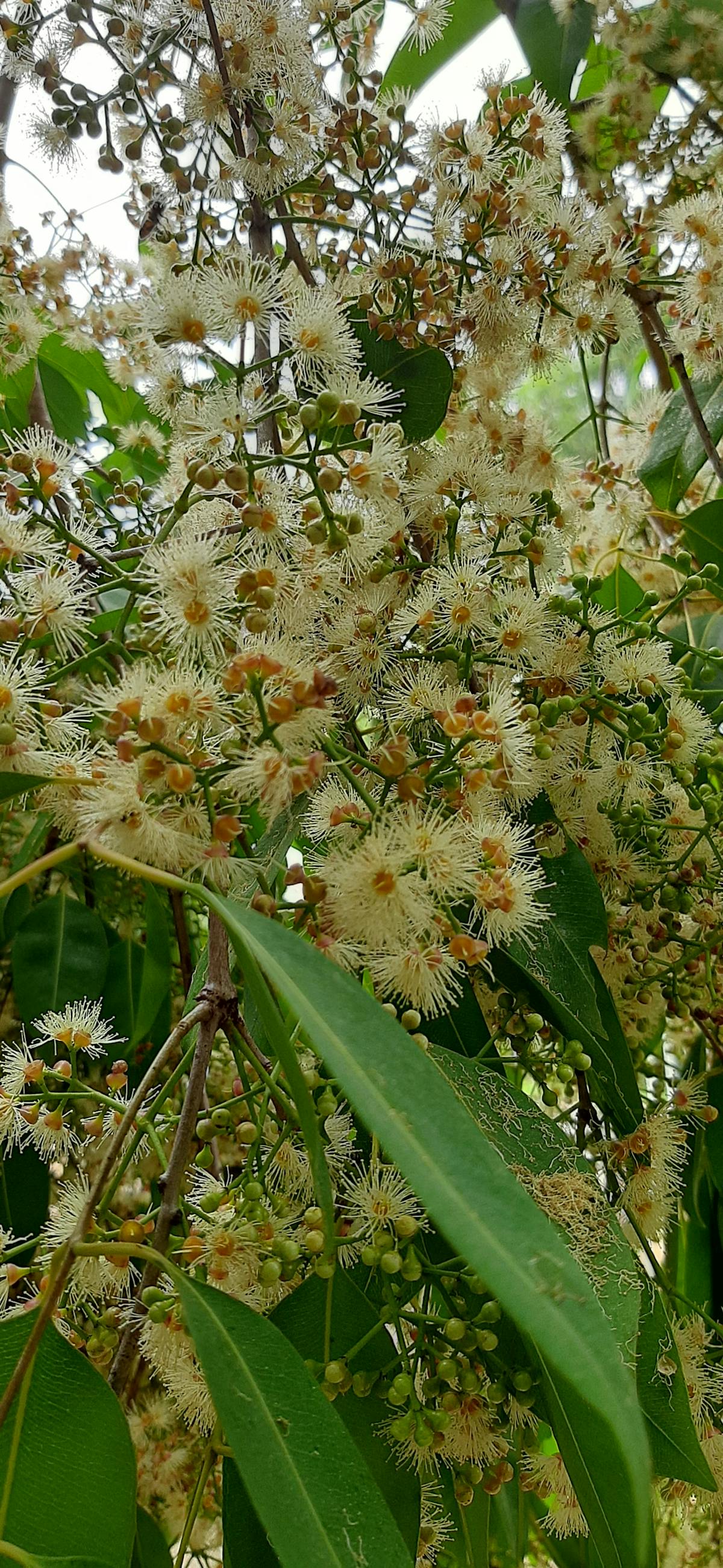 ¿Al chile? ¿Cinco momentos de pánico que todos los aficionados...