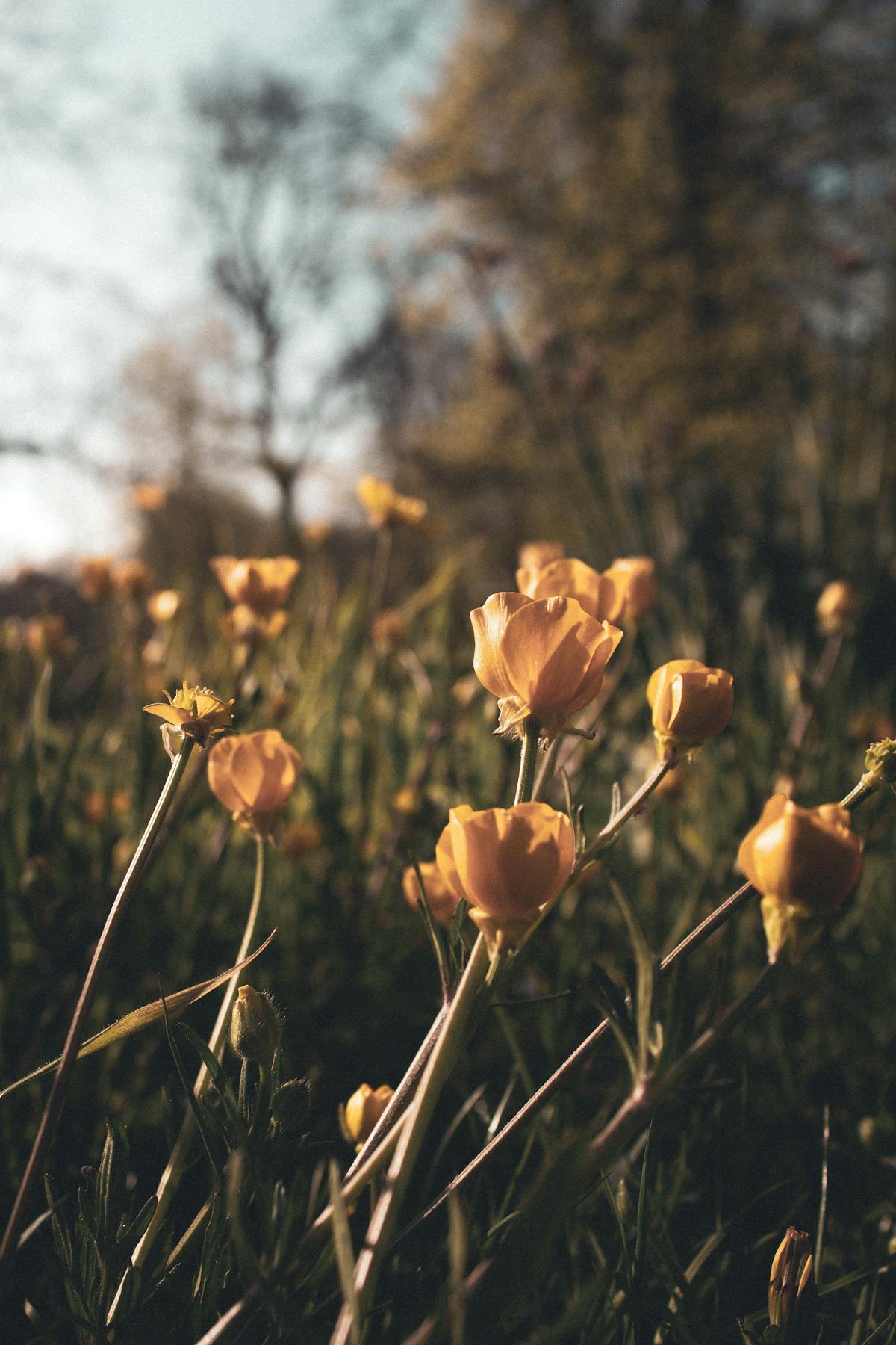 🚨 ¿En California se castigan a los pedófilos o solo les dan un...