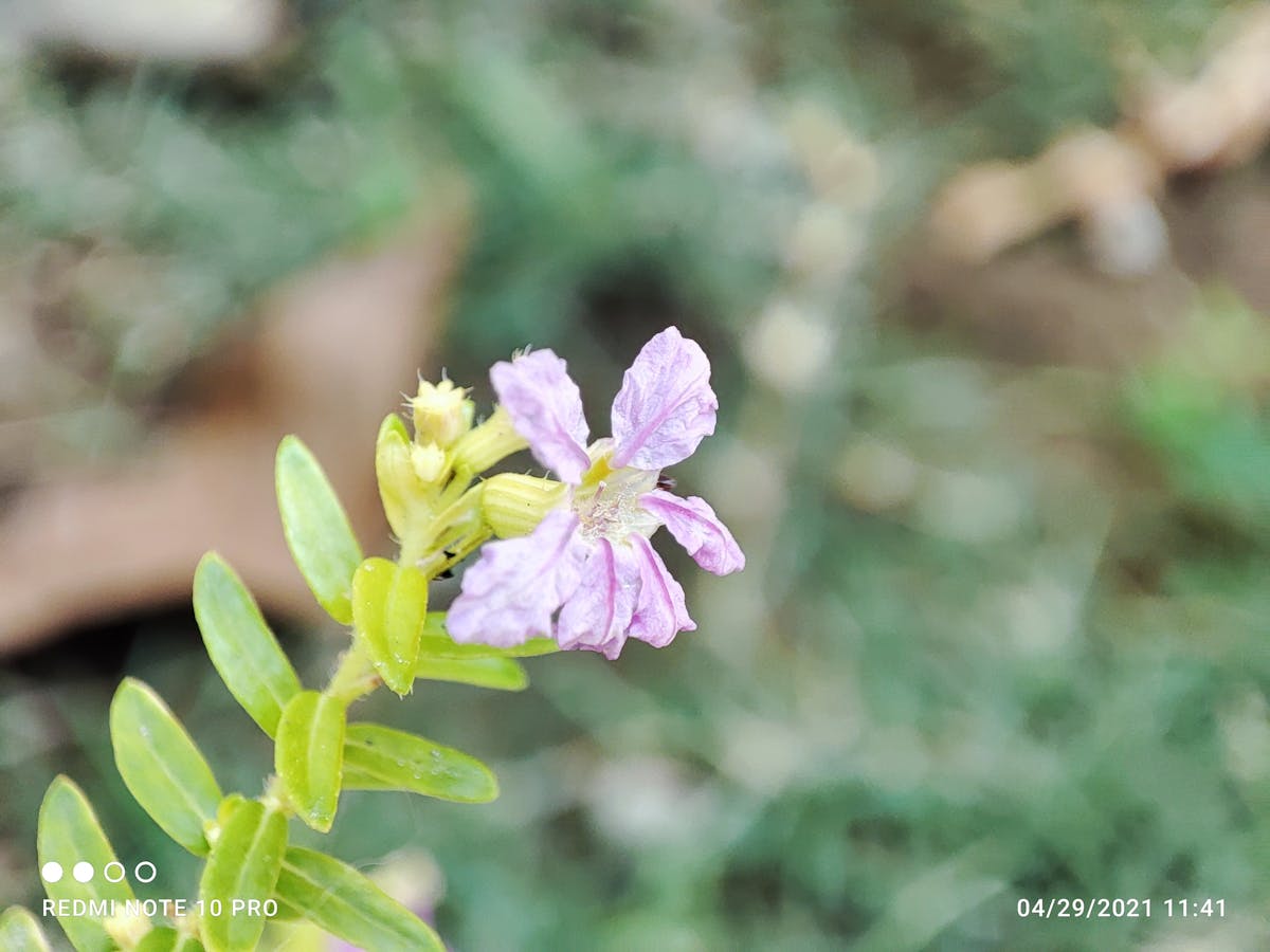 ¿El After? 🚩 ¿Donde se escondió la tecnología de pezazul?