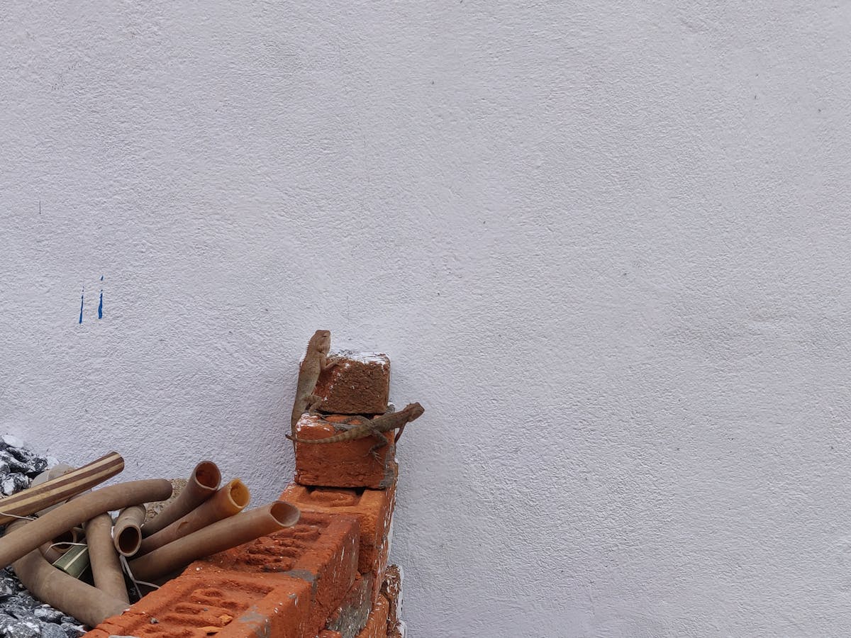 ¿Un Chido puede ser Boxeador Profesional? 🥊