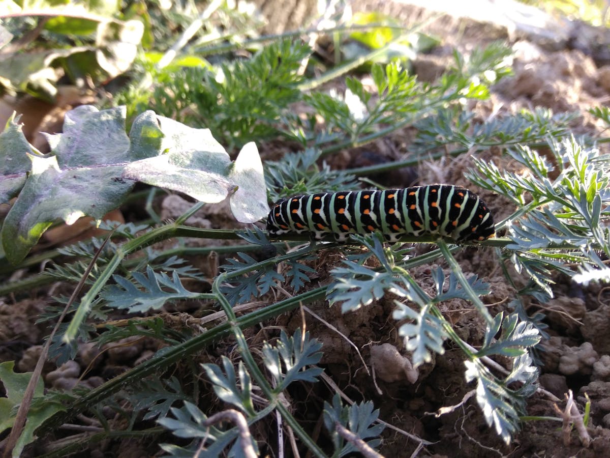 No te pases de la cantidad de chips: ¿Sabes cómo ganar al Blac...