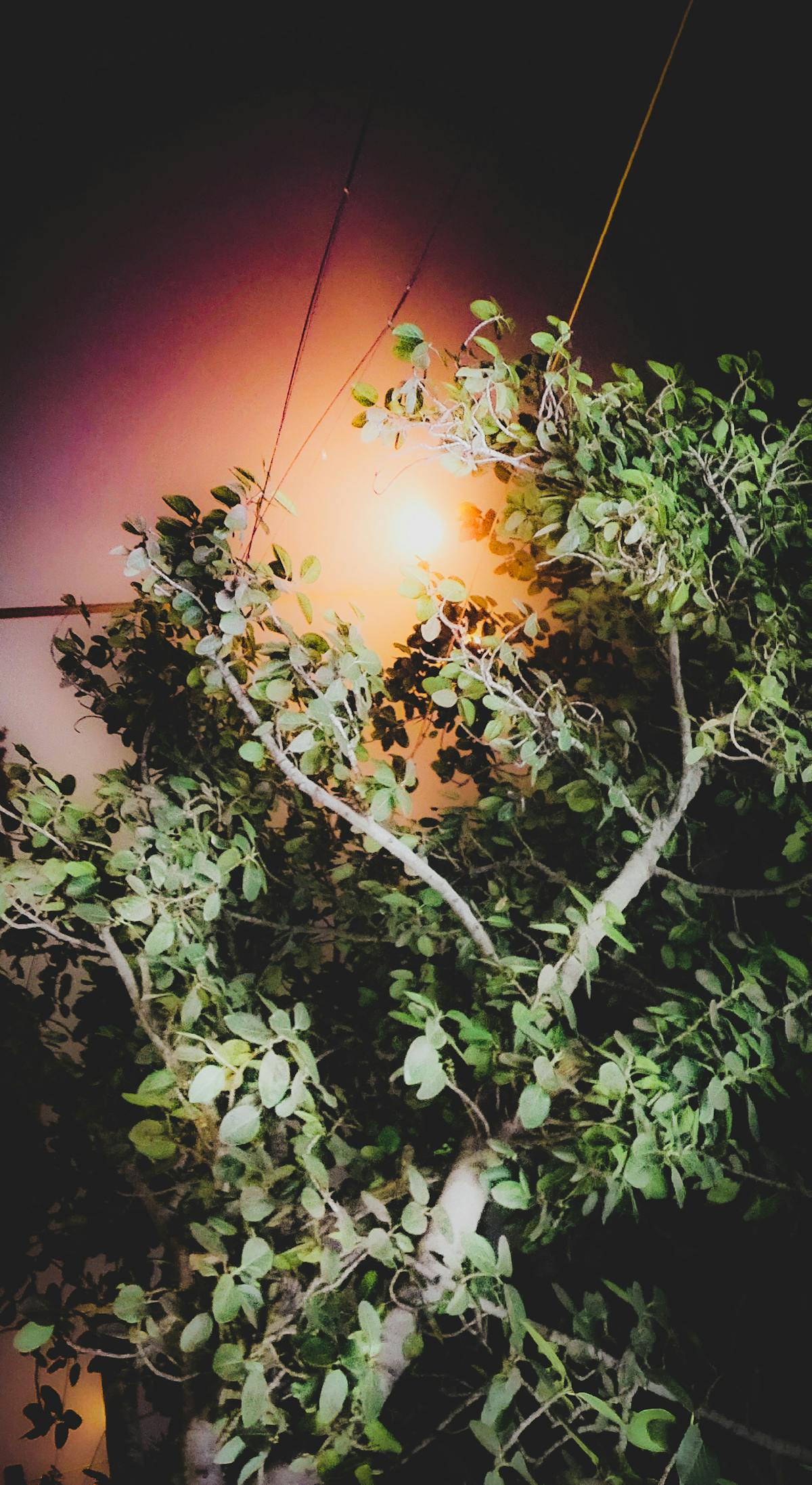 ¿Poulin se va a arrepentir de no jugar vs USA? 🇨🇦🏒️