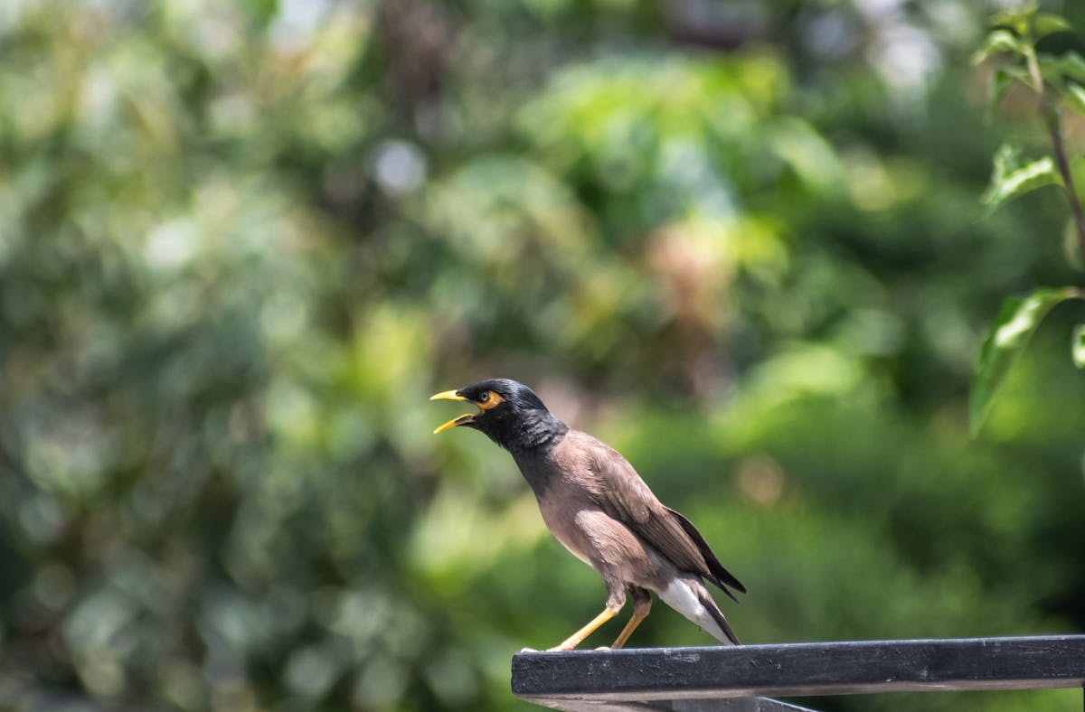 ¿Alguien se Prepara para el Funerario de la Música Viva?</...