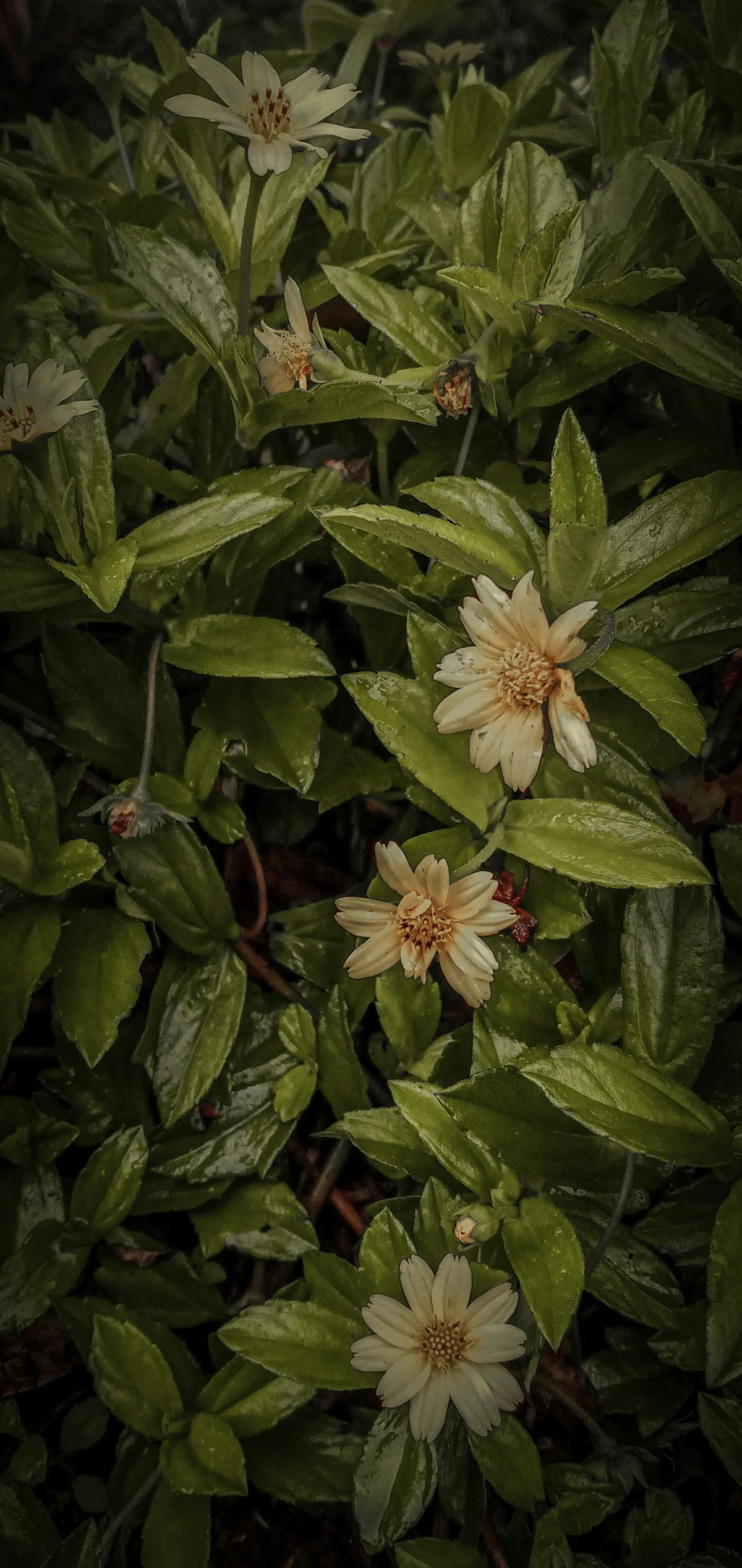 🚀 ¿Mango es el nuevo Luis Miguel o es solo un novato en chaque...