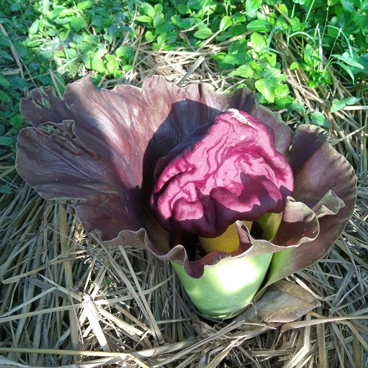 🇨🇦 ¿Canadá está listo para un abrazo de tiburón con China?