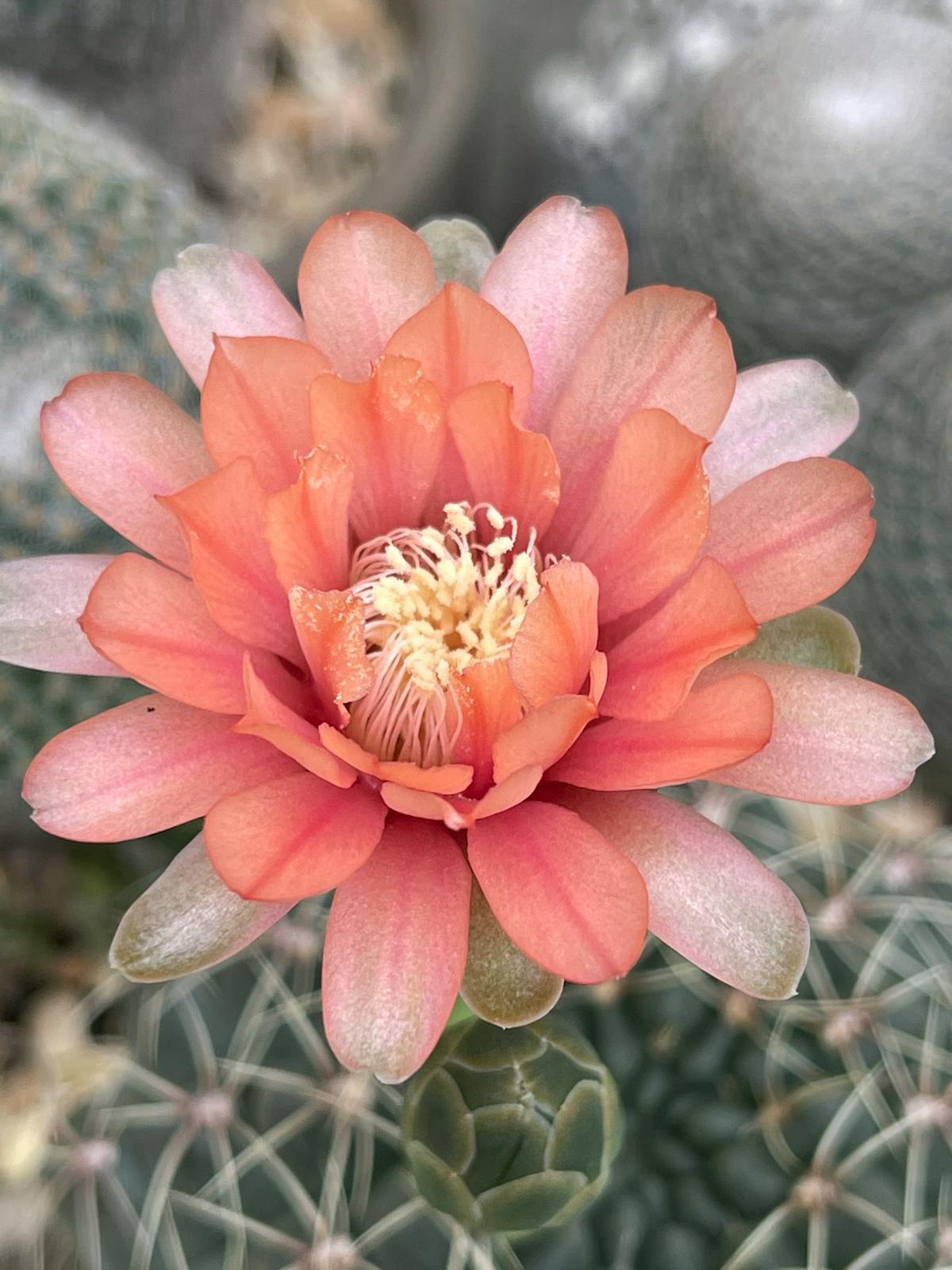 🤤 ¿Puedes cocinar garbanzos con agua y no te salen como calaba...