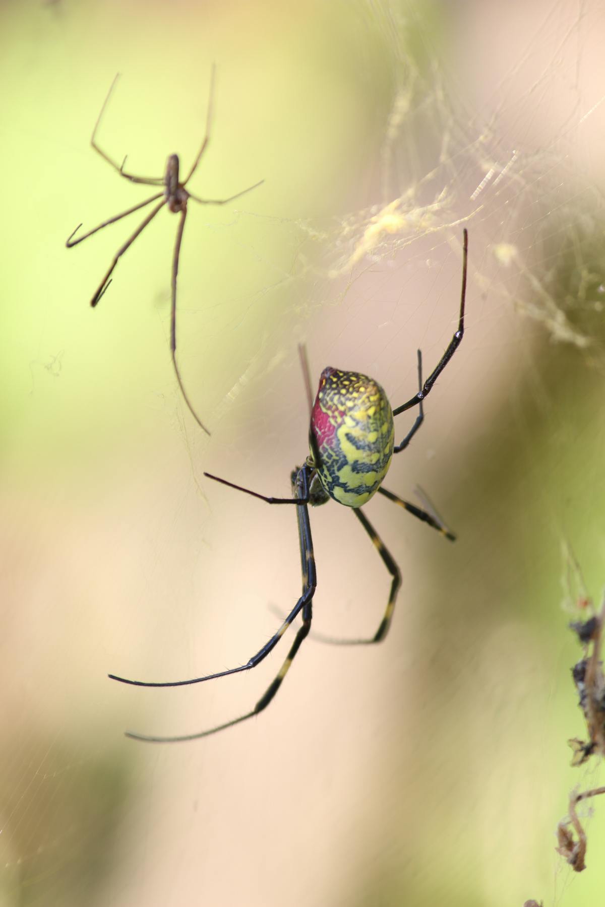 ¿Ilia Topuria va a darle con su derecho o es un tipo que s...