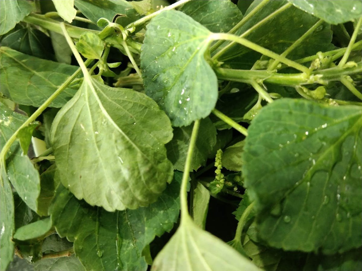 ¿La Ciudad de México ya tiene Blockchain o Solo Finge?