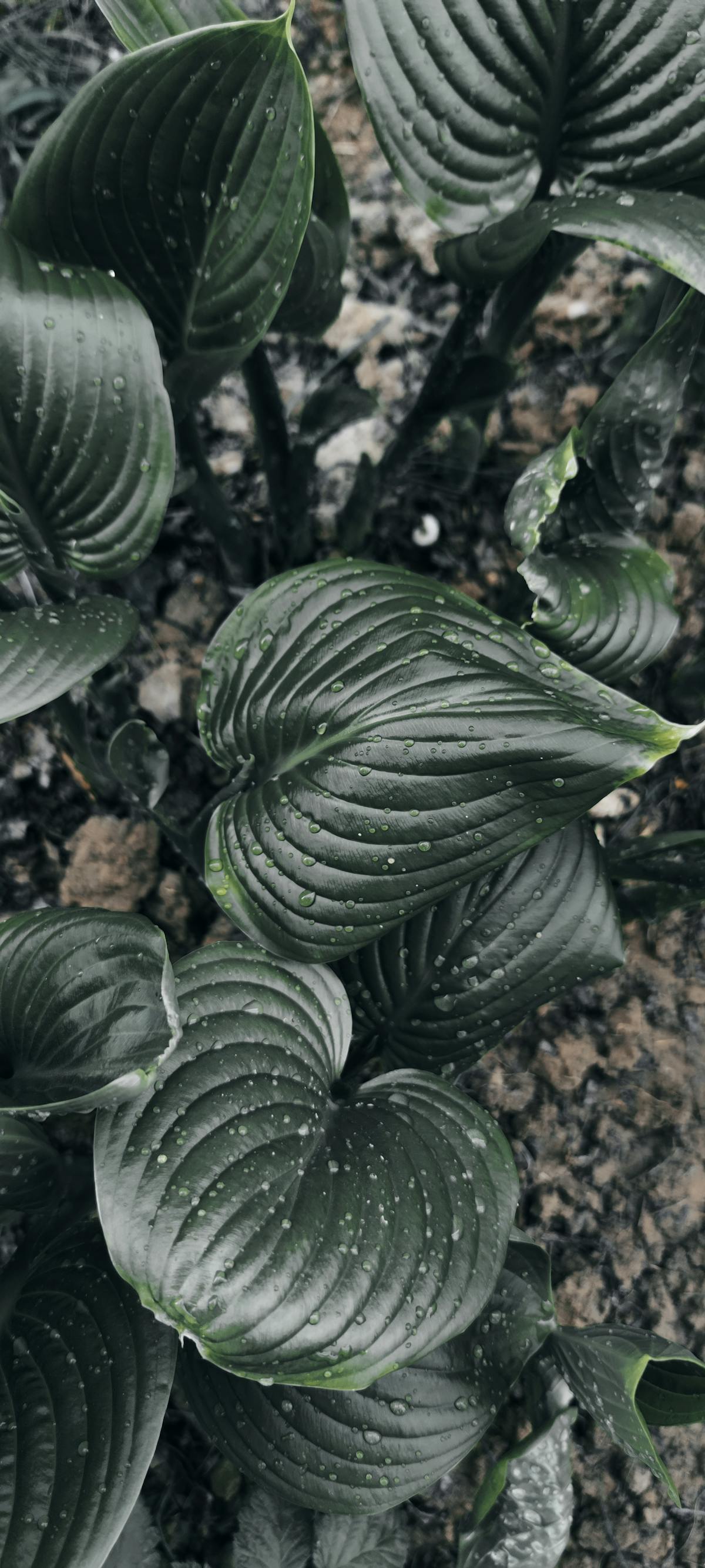 ¿Chale, ¿Vamos a Repetir los Mismos Errores en Colombia?</...