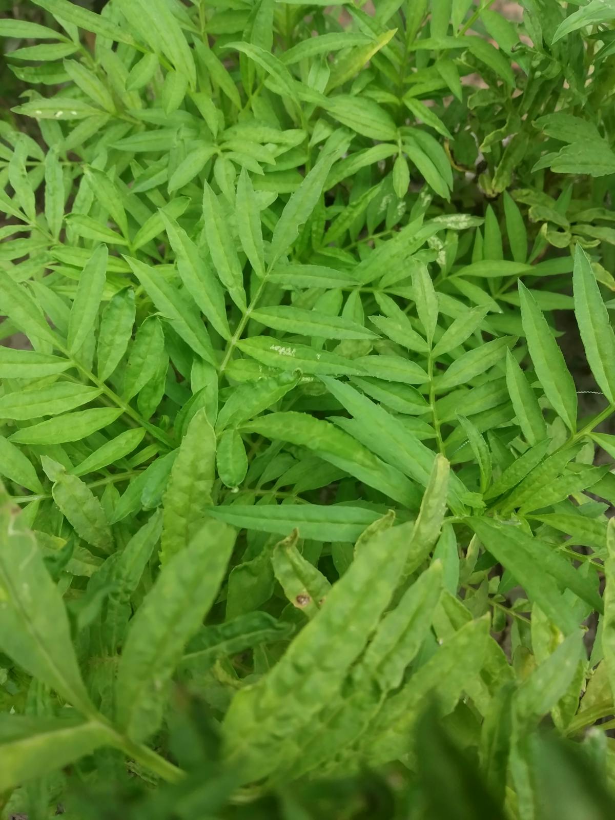 🦁 ¿Los Therianos Son Lo Que Se Dice Unos Locos o Simplemente L...