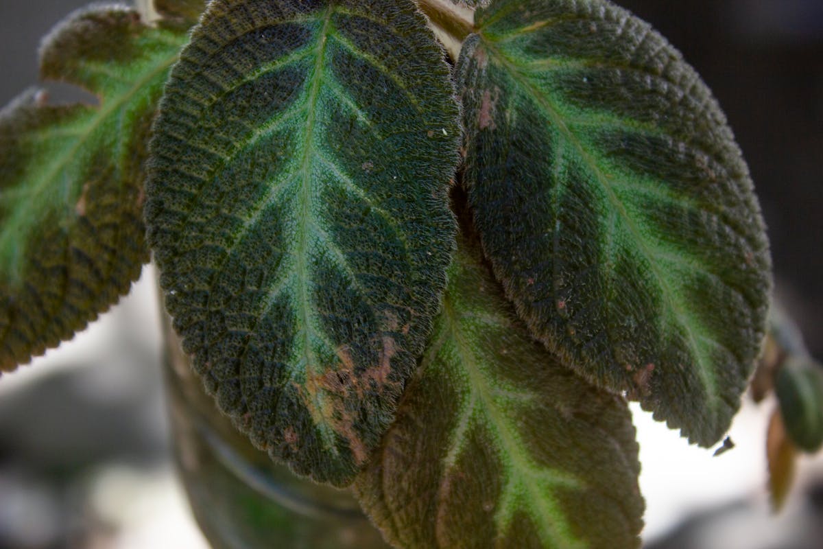 ¿Te Importa Si Tu Evento Tiene Dibujo de Firma o Solo Se L...