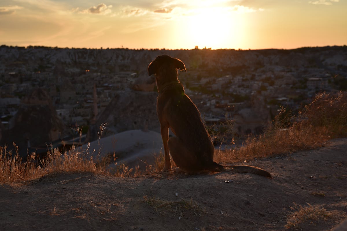 🚨 ¿Quién le Queda en el Camino a Báez?