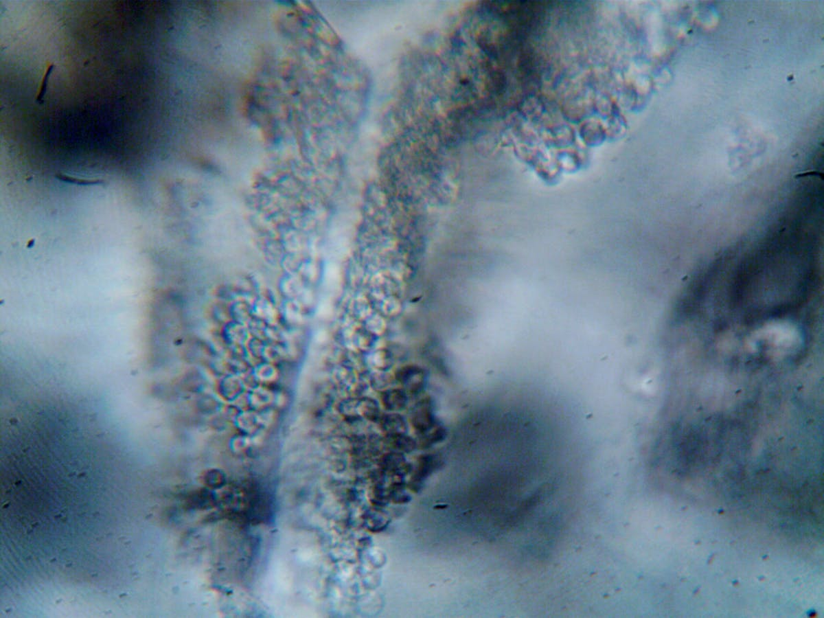 ¡Eso es un crimen organizado! 🚨 ¿Colombia y Ecuador se están a...