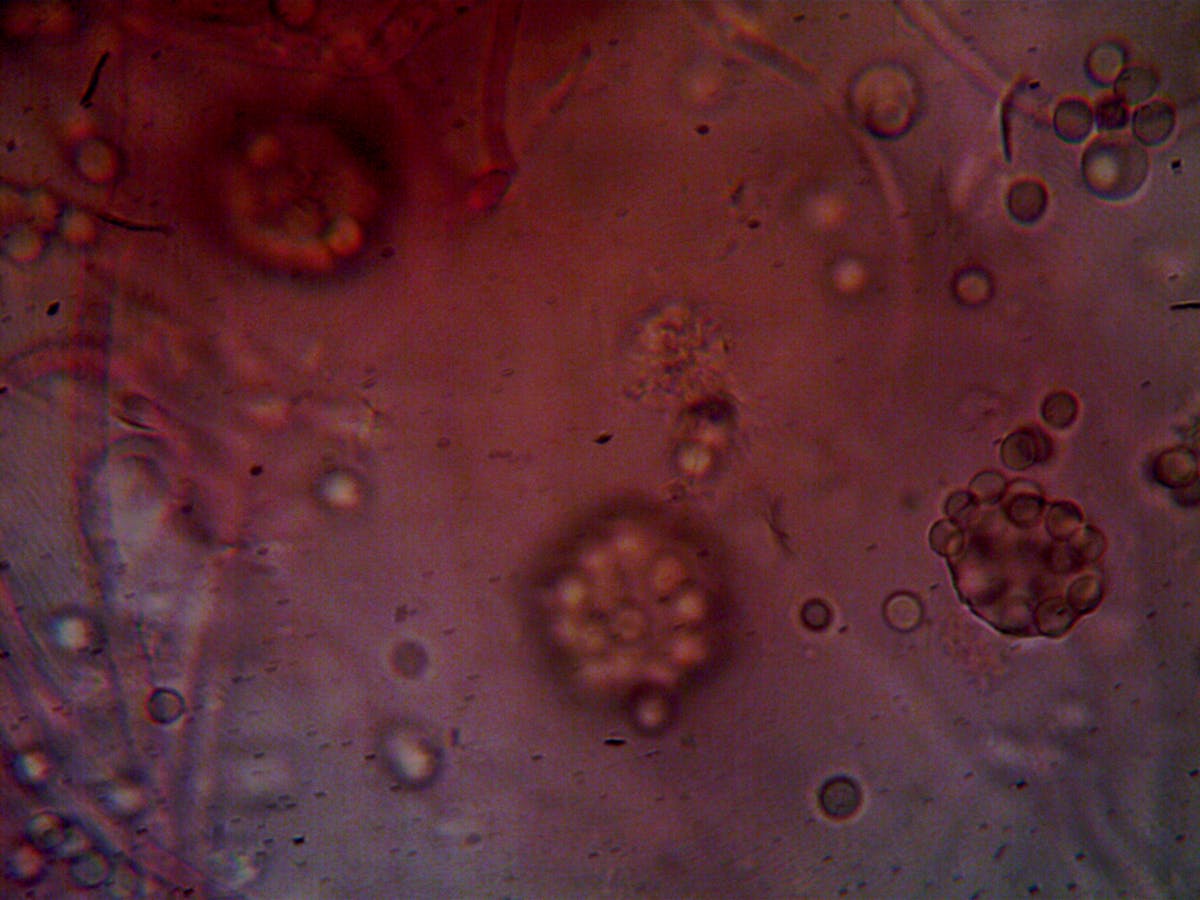 🚫 ¿Quién se preocupa por la ley en Bogotá?